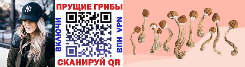 где можно купить   Жуков  Галлюциногенные грибы Psilocybine cubensis 